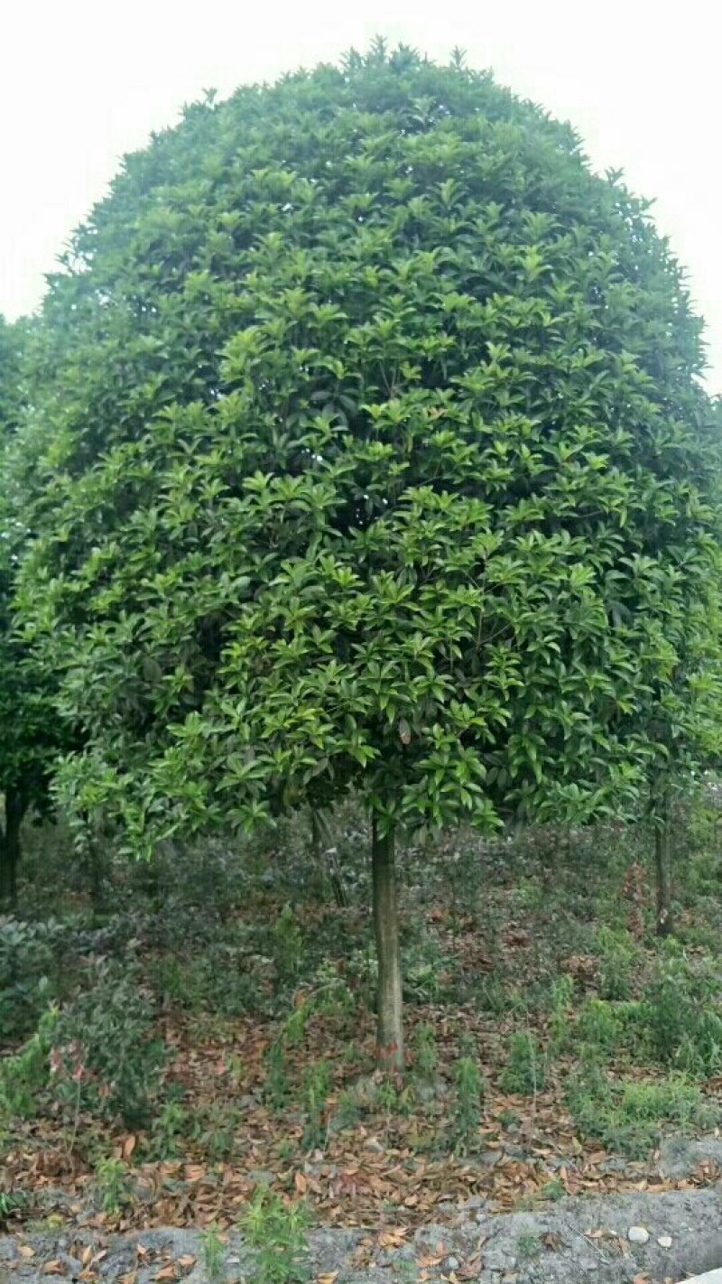 桂花