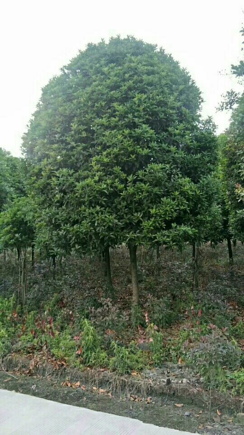 桂花
