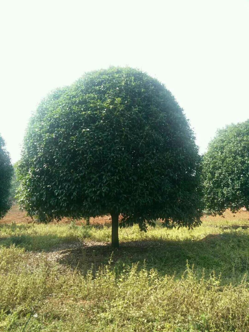 桂花