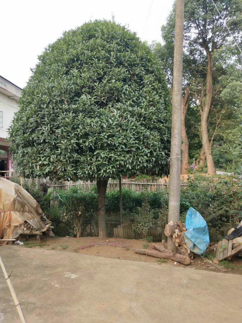 桂花