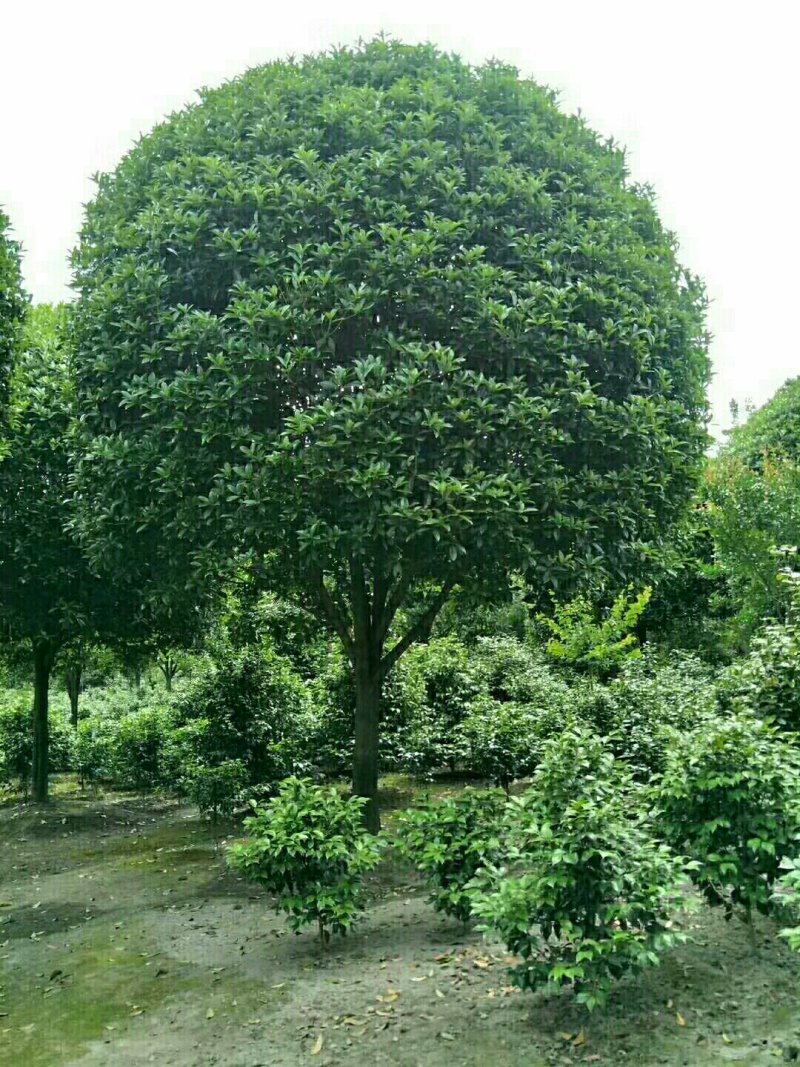 桂花