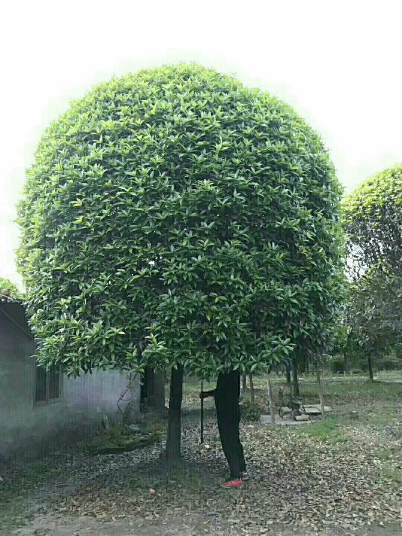 桂花