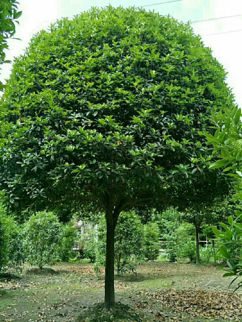 桂花
