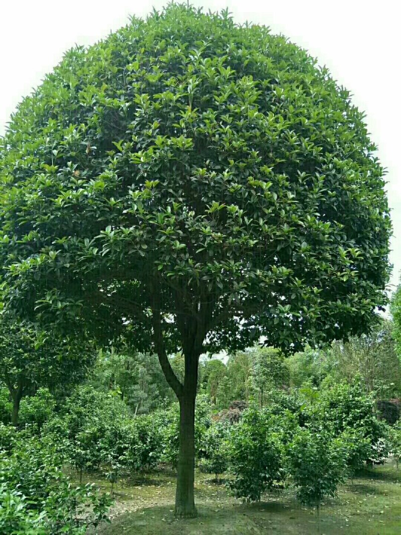 桂花