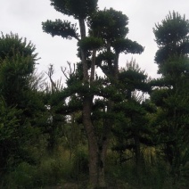 造型柞树，榆树
