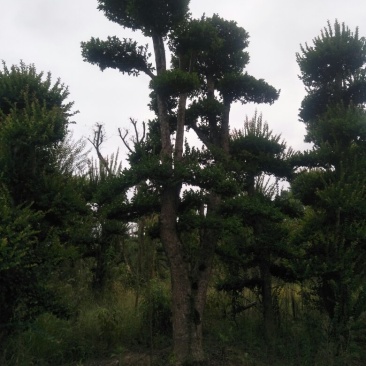 造型柞树，榆树