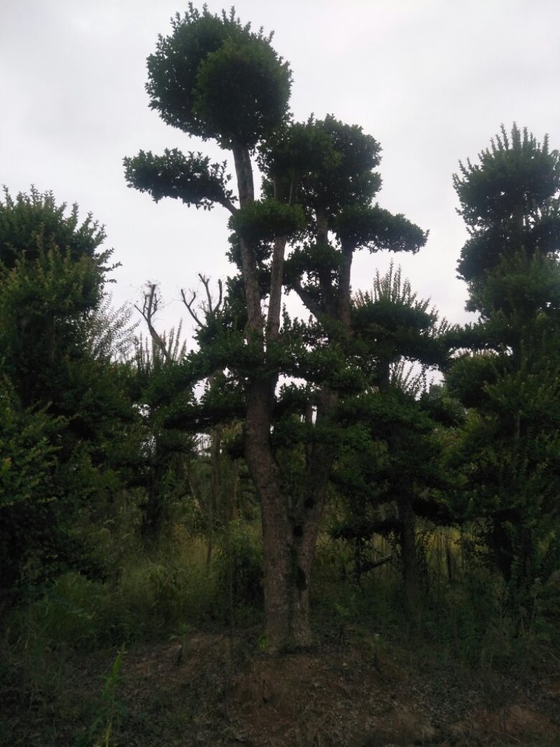造型柞树，榆树