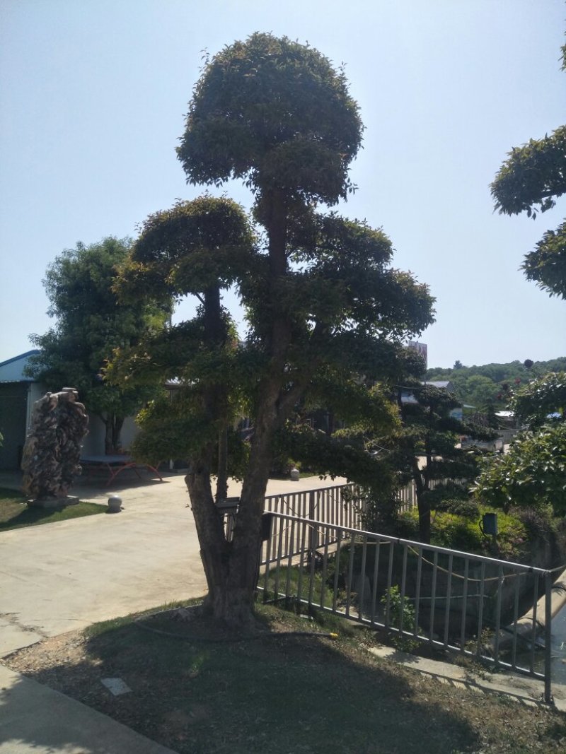 造型柞树，榆树