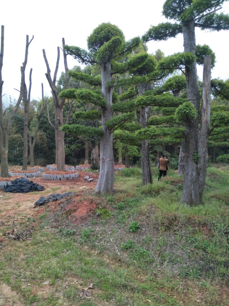 造型柞树，榆树