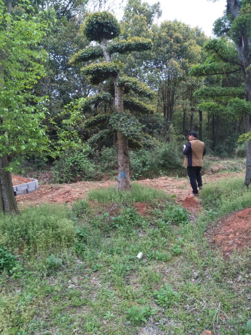 造型柞树，榆树