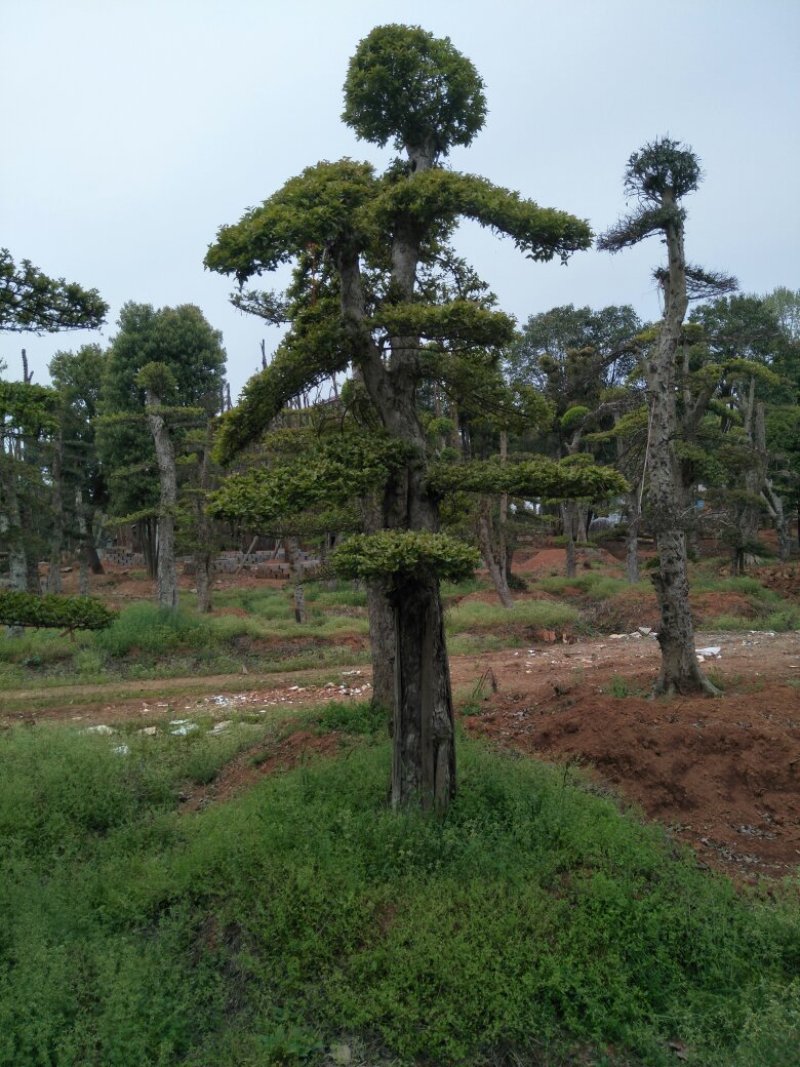造型柞树，榆树