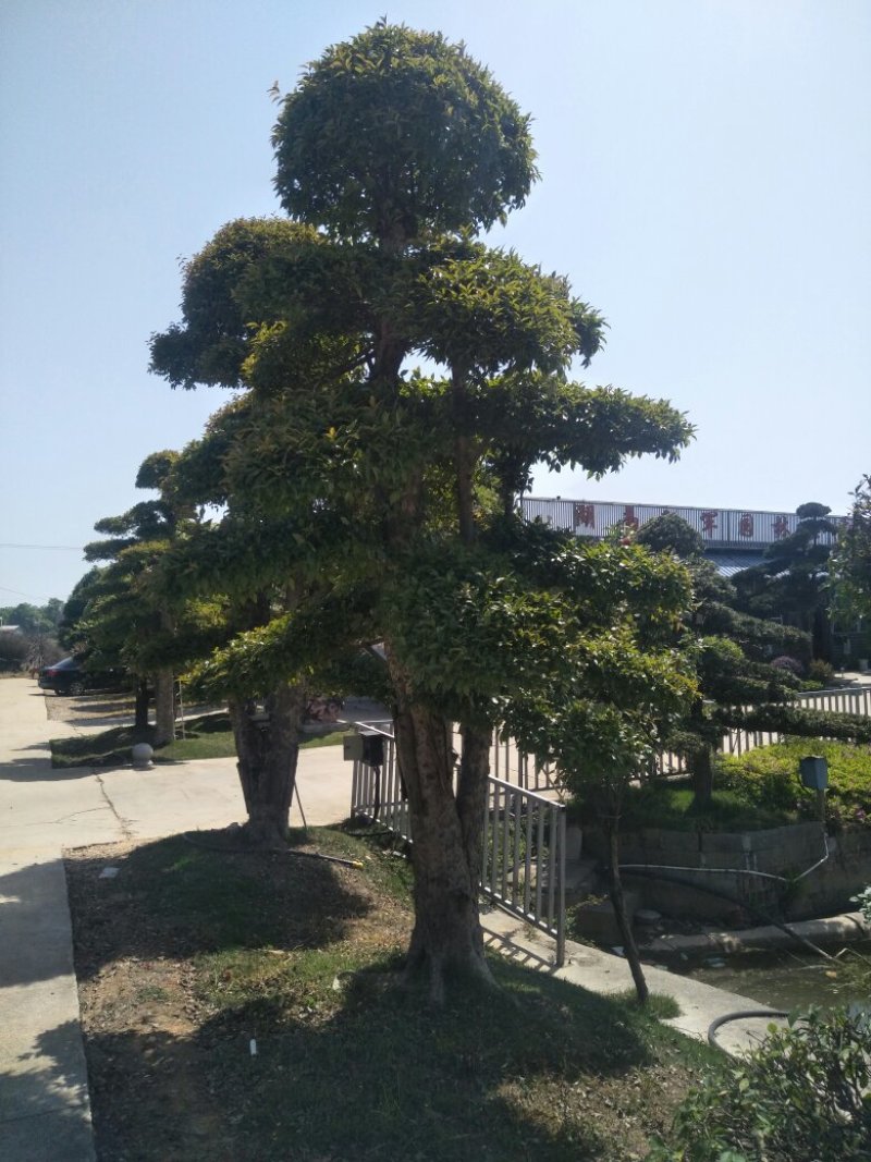 造型柞树，榆树