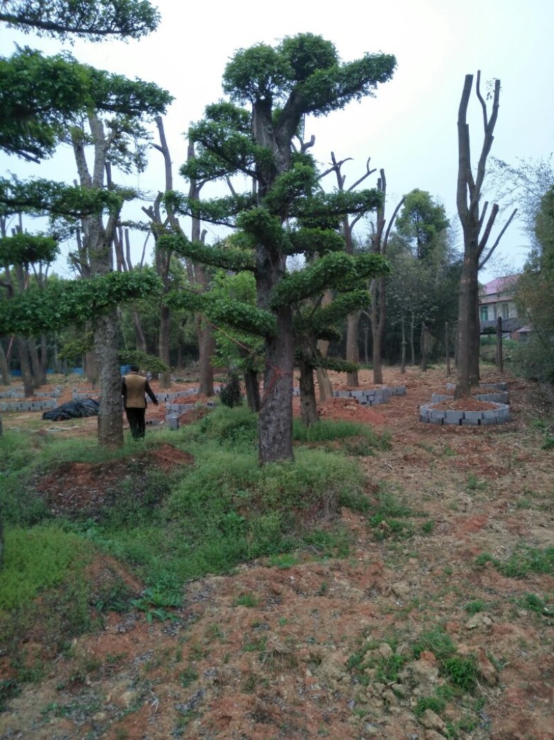 造型柞树，榆树