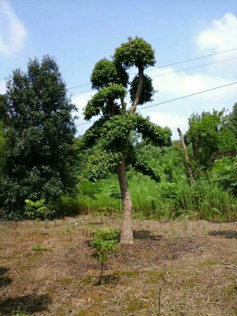 造型柞树，榆树