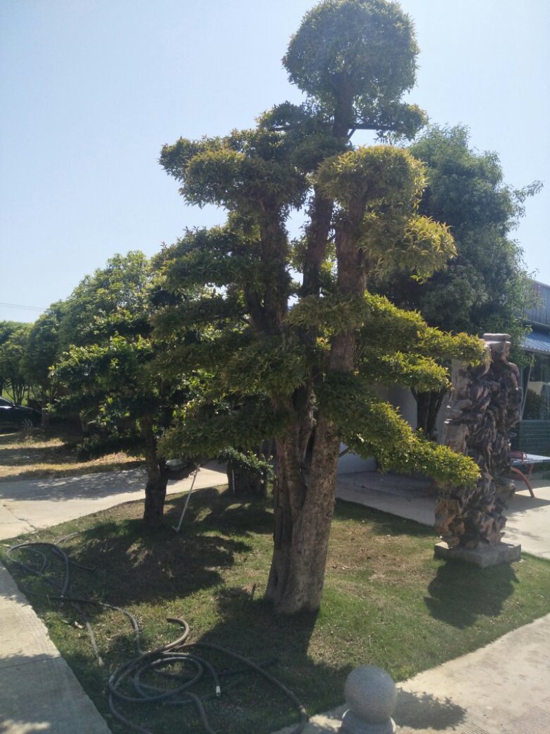 造型柞树，榆树