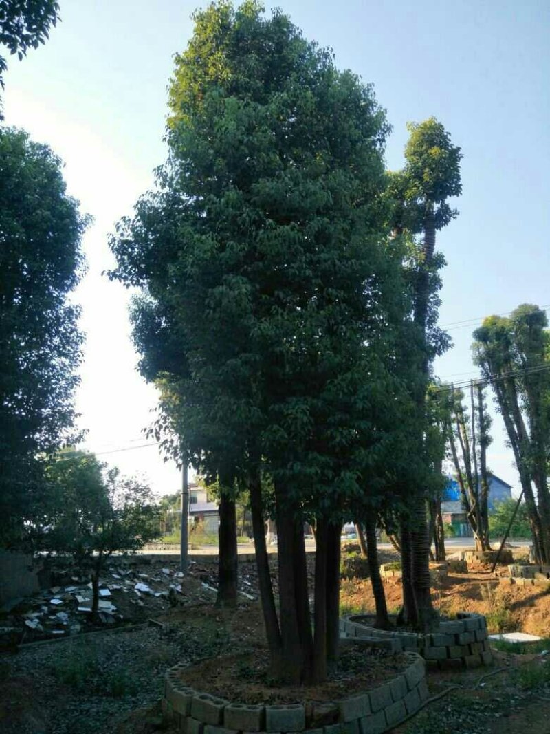 多杆香樟