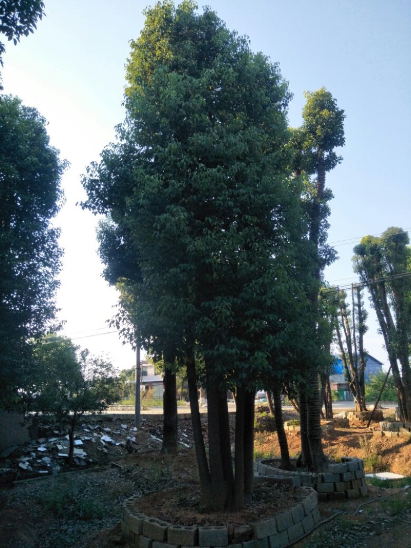 多杆香樟