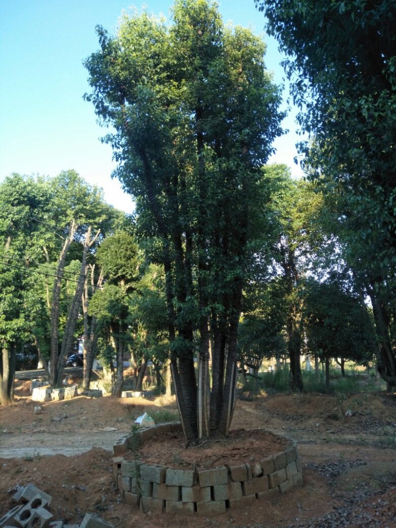 多杆香樟