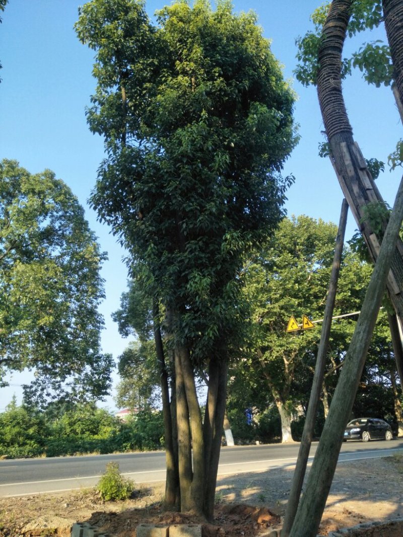 多杆香樟