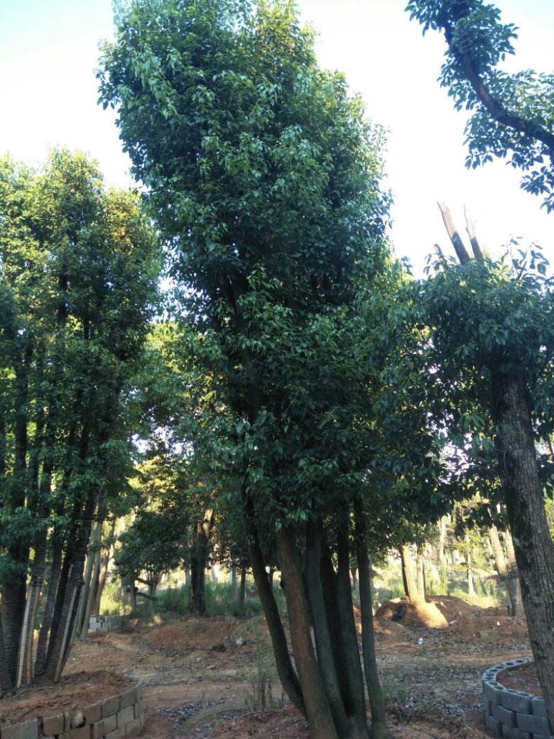 多杆香樟