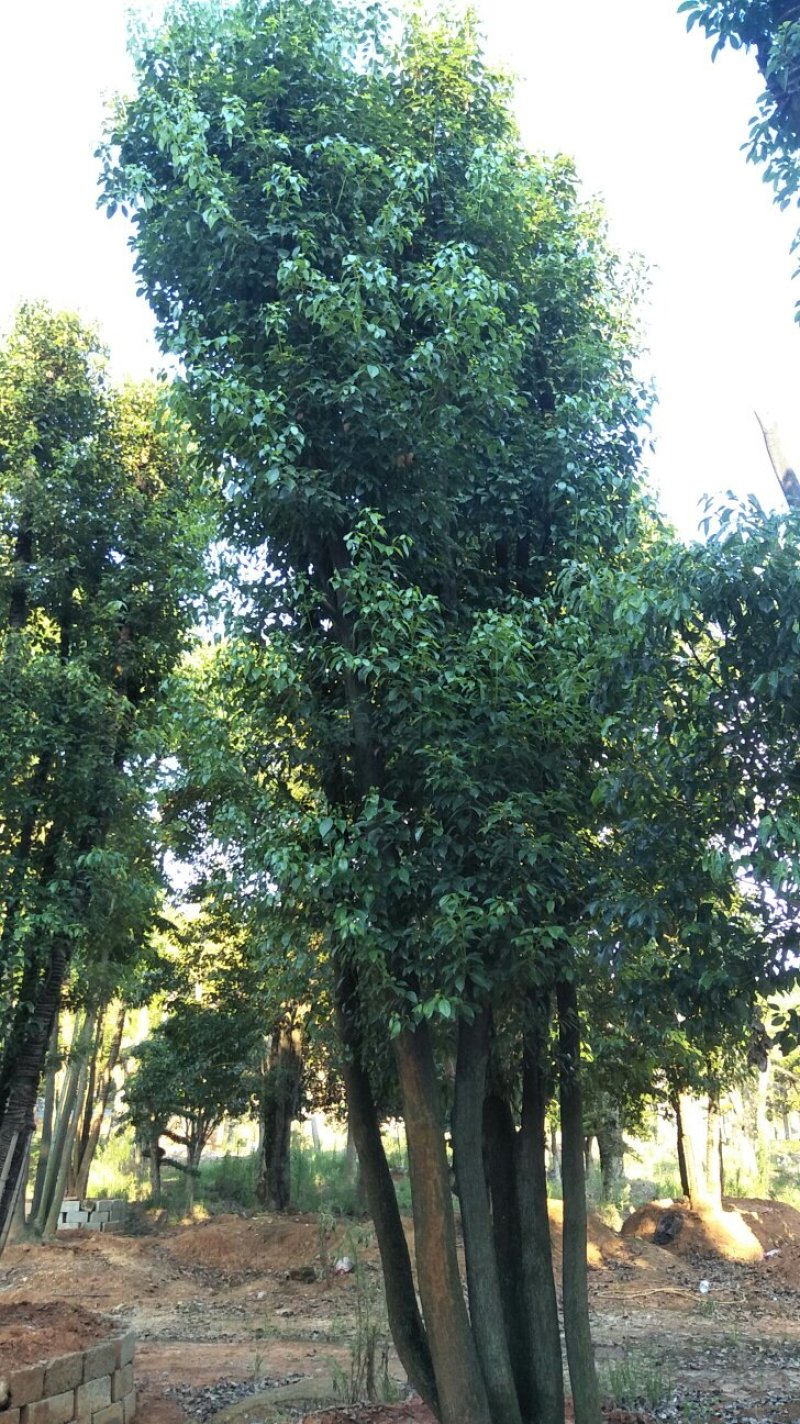 多杆香樟