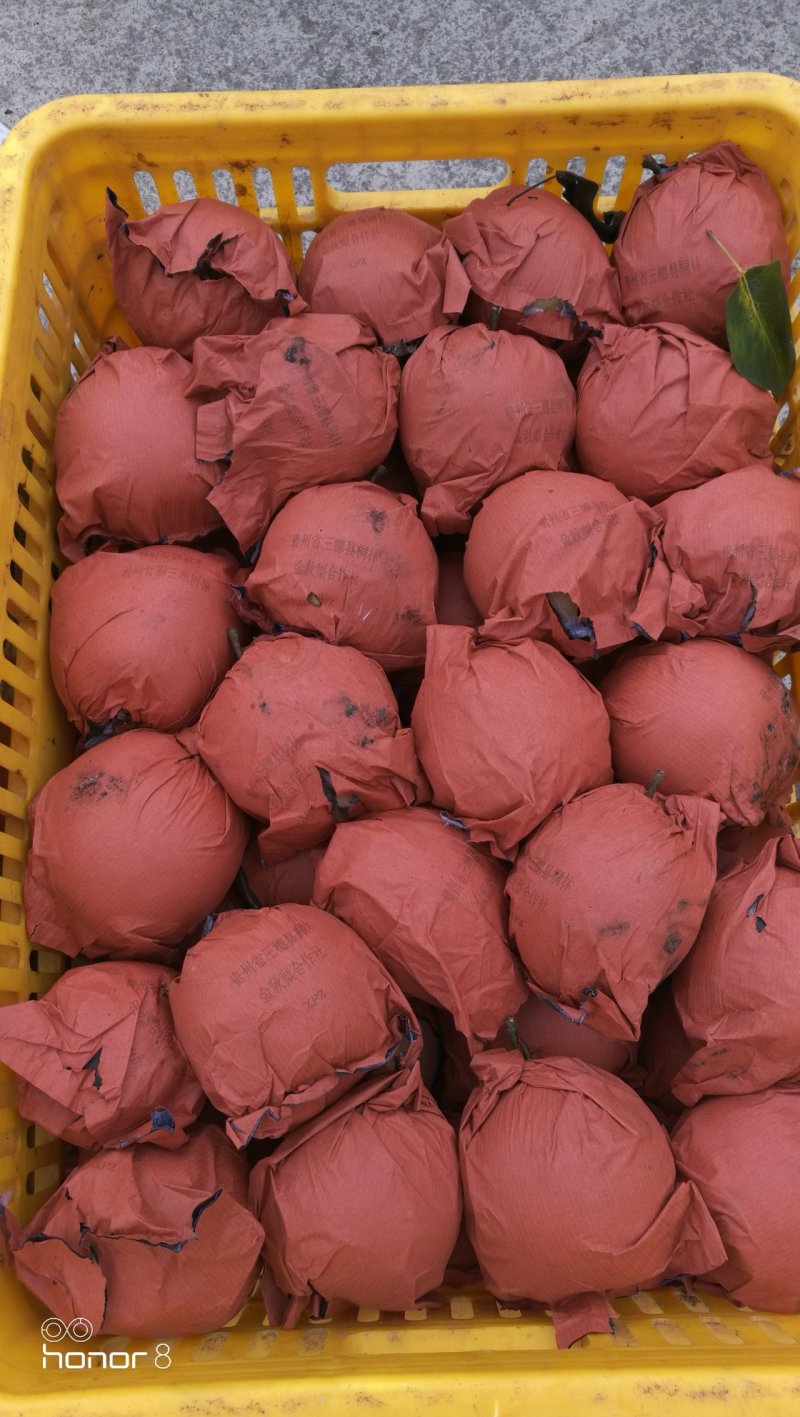 金秋梨，袋果