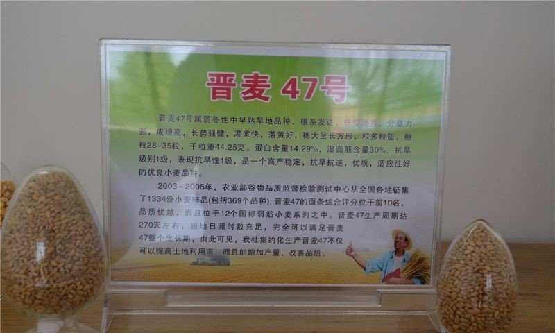 晋麦47旱地大田种子吃面粉口感很好的品种国审