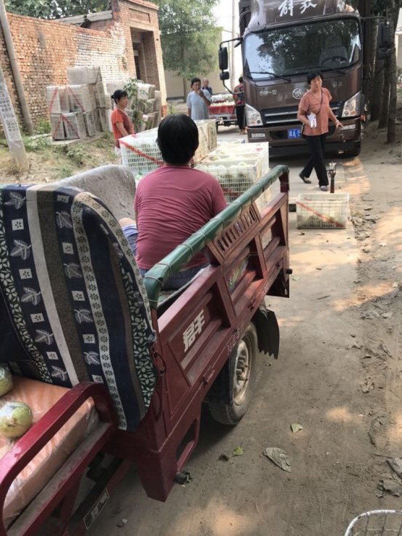 黄元帅苹果75以上上不封顶，酸甜可口，膜袋