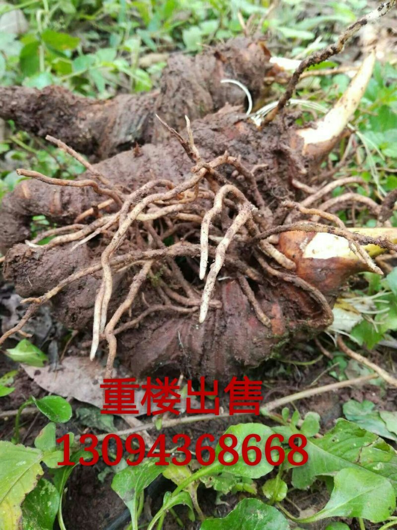 重楼
