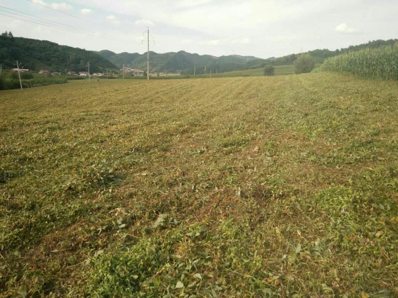 玉竹