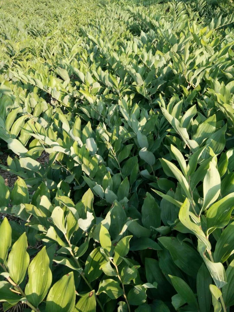 玉竹