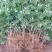大红袍花椒苗1~2年