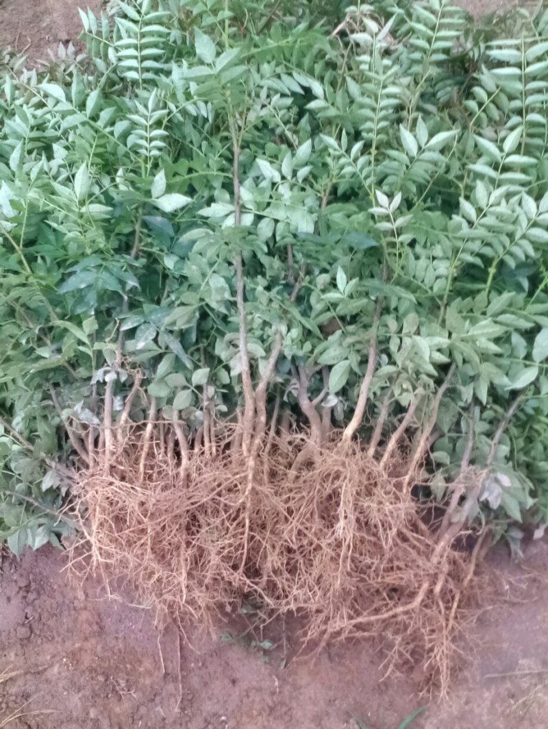 大红袍花椒苗1~2年