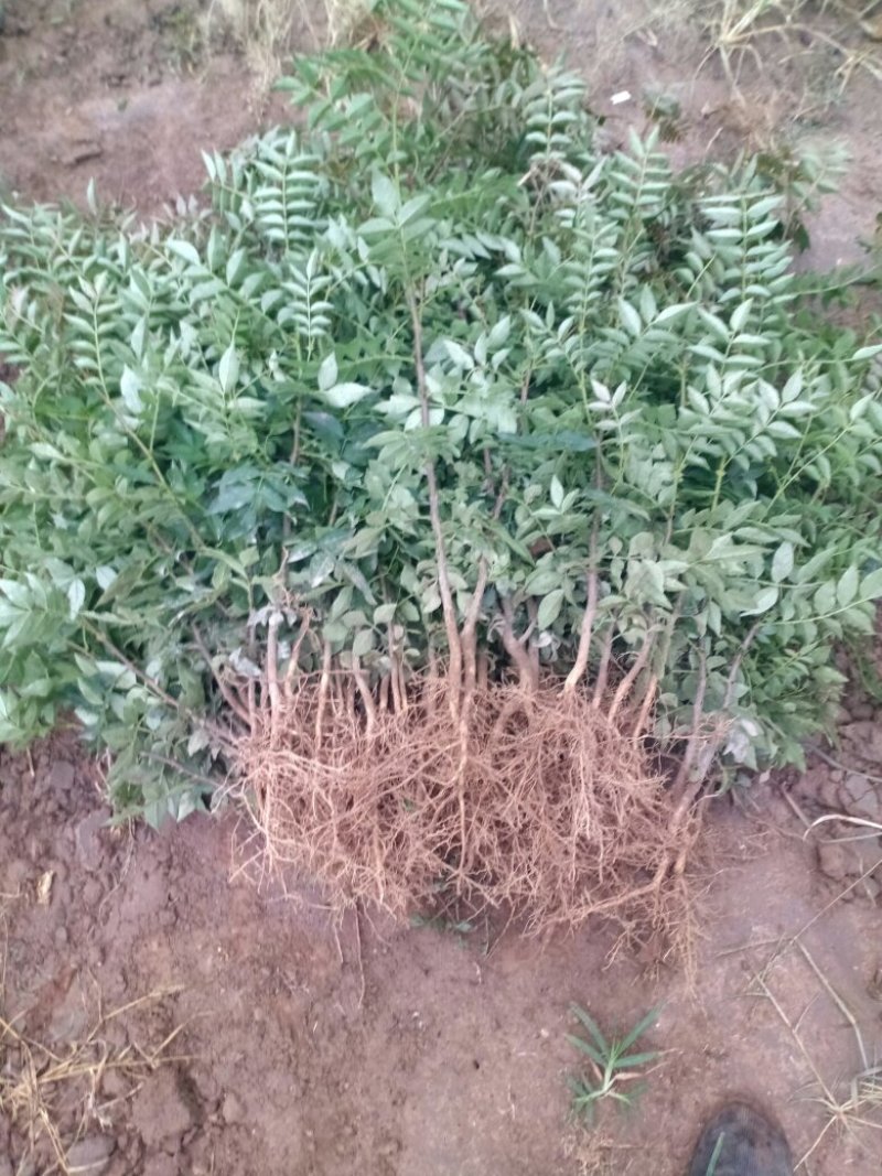 大红袍花椒苗1~2年