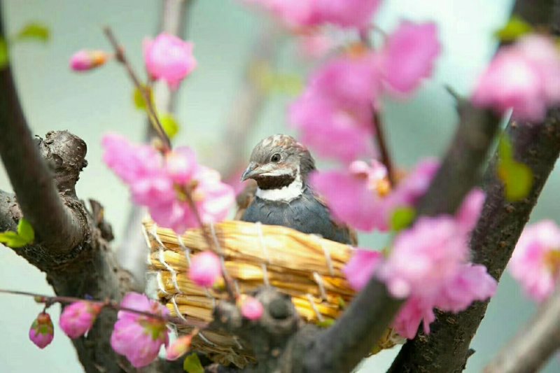 桂花雀芦丁鸡种蛋成活率高提供养殖技术量大从优