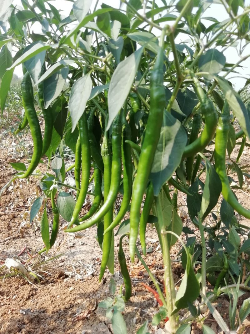 棘丰33线椒