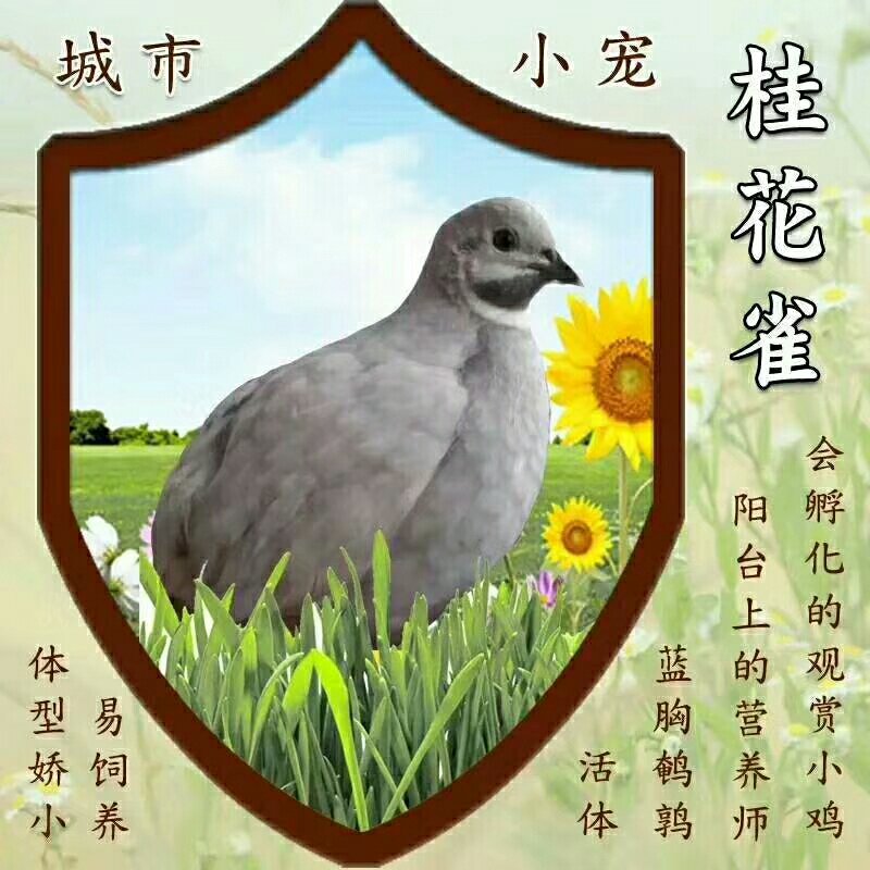 桂花雀芦丁鸡种蛋成活率高提供养殖技术量大从优