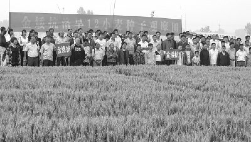 洛旱12旱地大田小麦品种高产容重高抗病好