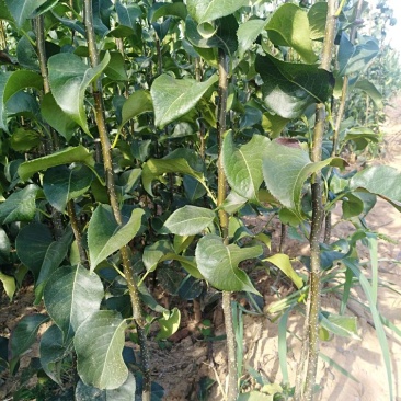 玉露香梨树苗，梨树苗，《500亩基地直供》