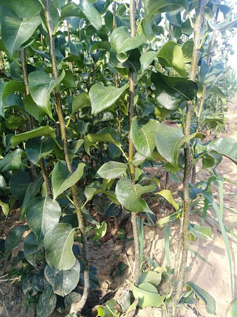 玉露香梨树苗，梨树苗，《500亩基地直供》