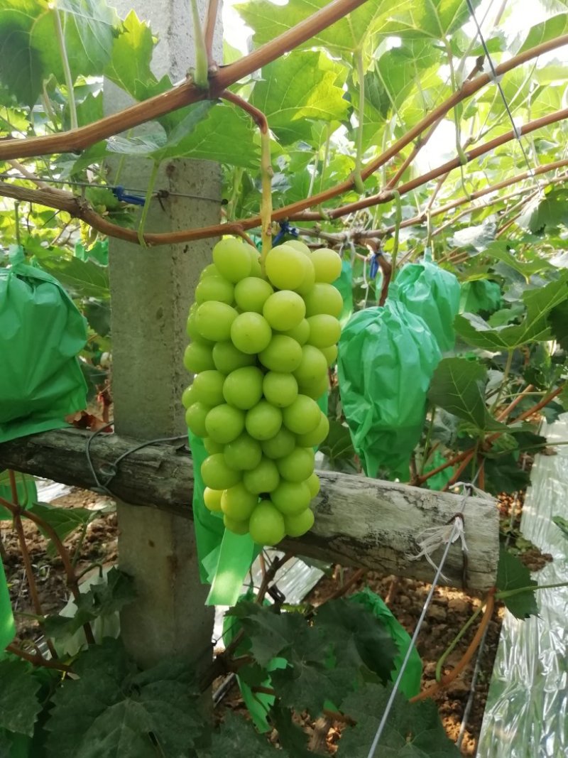 阳光玫瑰葡萄批发，阳光玫瑰葡萄价格，阳光玫瑰葡萄产地