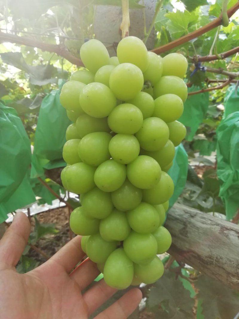阳光玫瑰葡萄批发，阳光玫瑰葡萄价格，阳光玫瑰葡萄产地