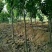 玉露香梨树苗，品种纯正，假一赔万《500亩基地直供》
