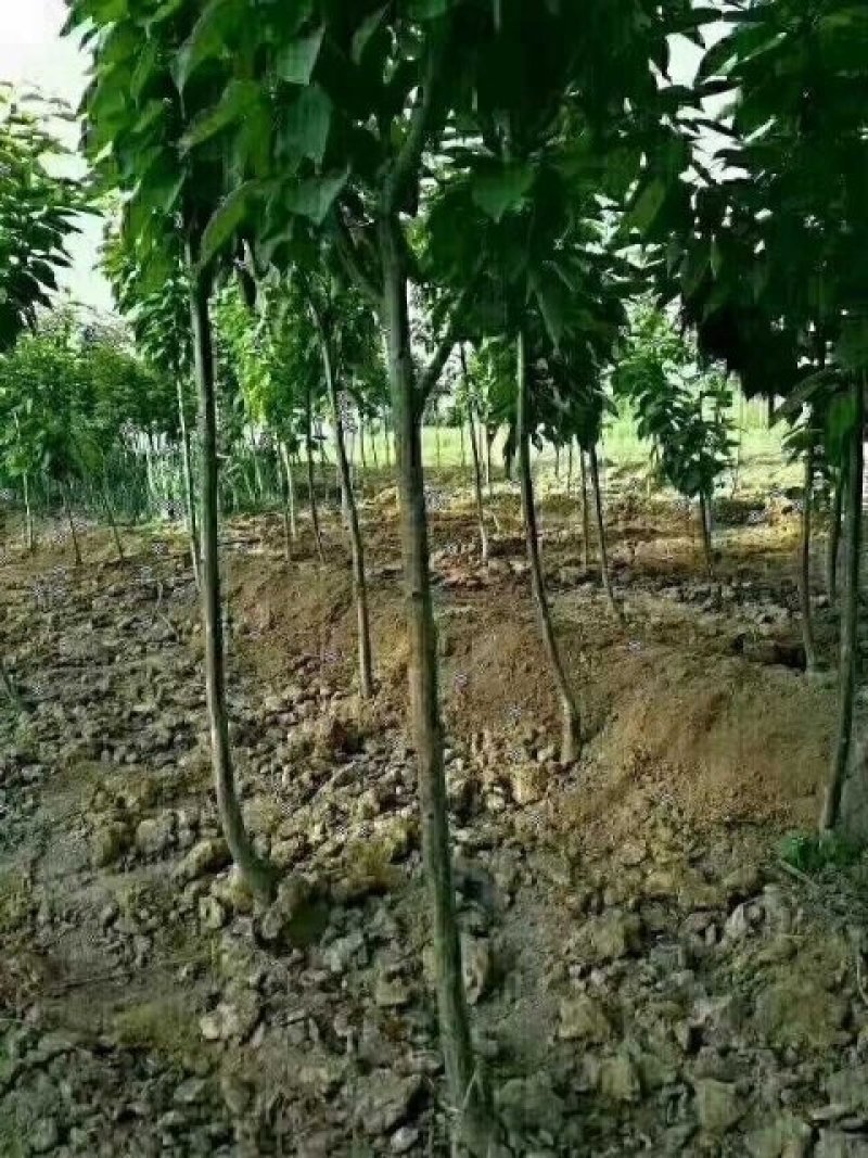玉露香梨树苗，品种纯正，假一赔万《500亩基地直供》