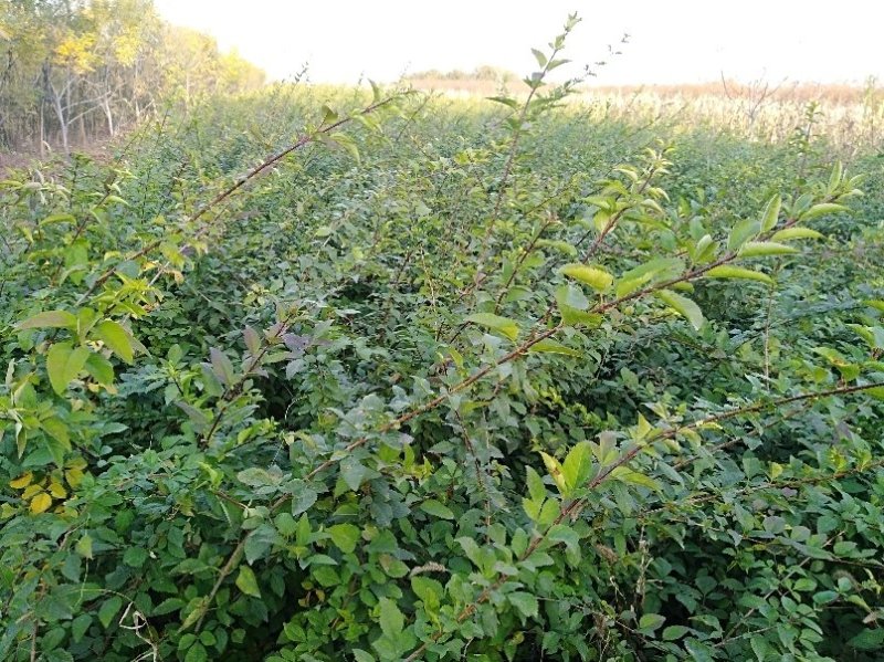 玉露香梨树苗，品种纯正，假一赔万《500亩基地直供》
