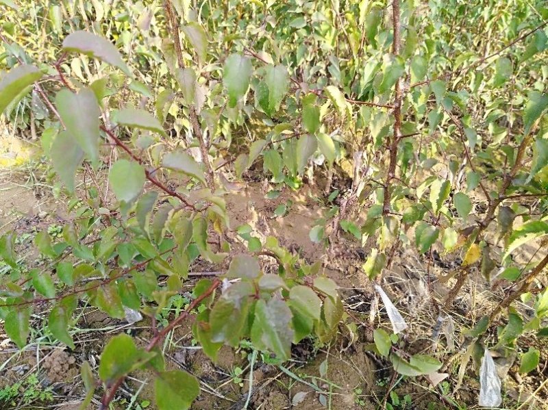 玉露香梨树苗，品种纯正，假一赔万《500亩基地直供》