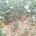 玉露香梨树苗，品种纯正，假一赔万《500亩基地直供》