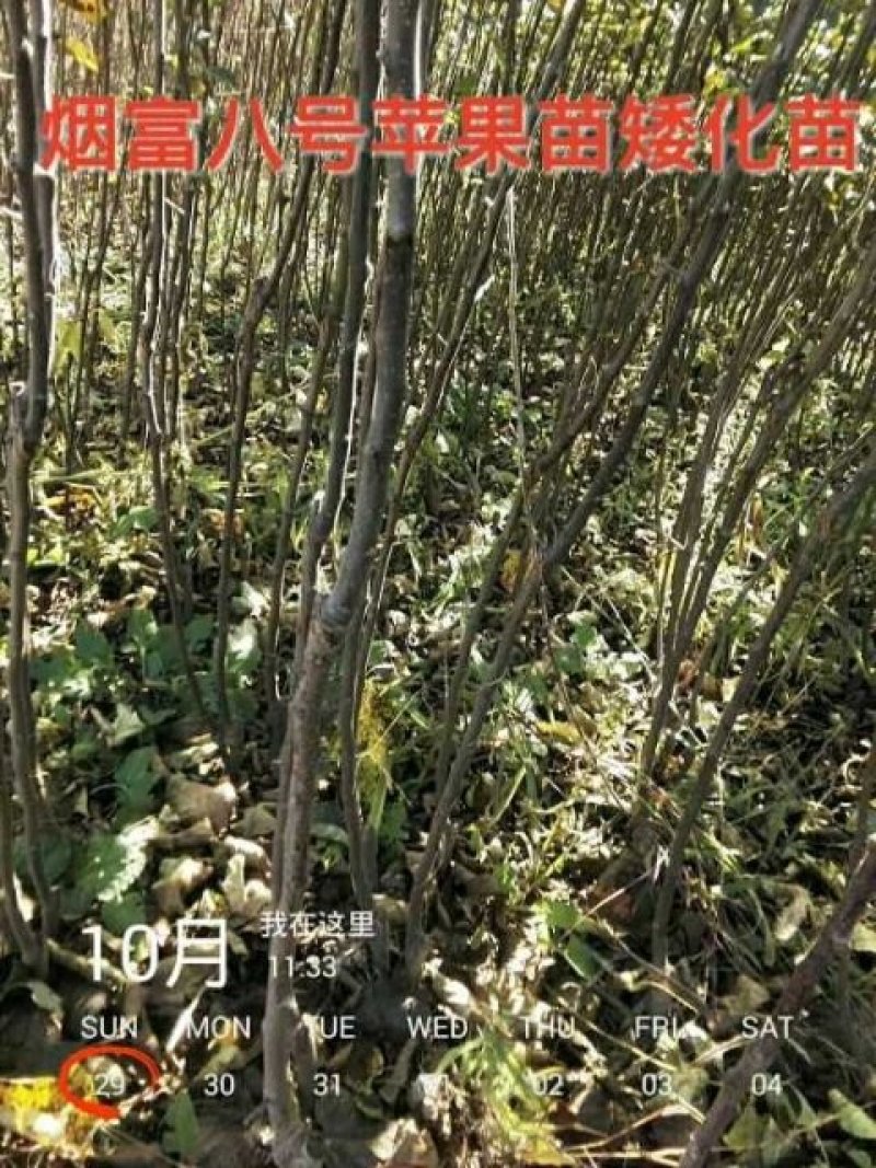 玉露香梨树苗，品种纯正，假一赔万《500亩基地直供》