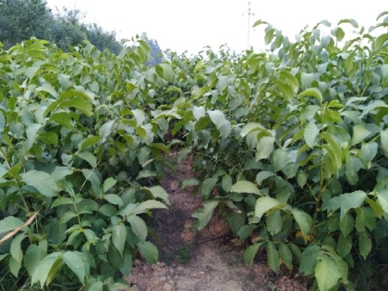 玉露香梨树苗，品种纯正，假一赔万《500亩基地直供》