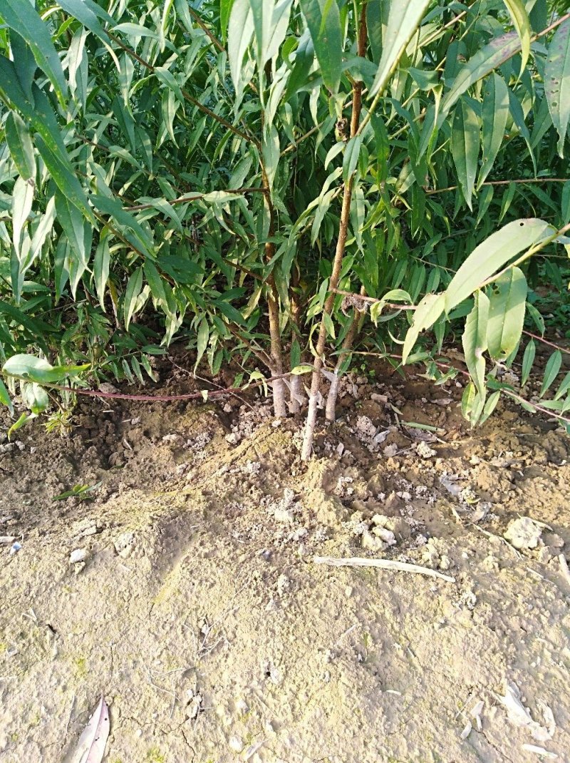 玉露香梨树苗，品种纯正，假一赔万《500亩基地直供》
